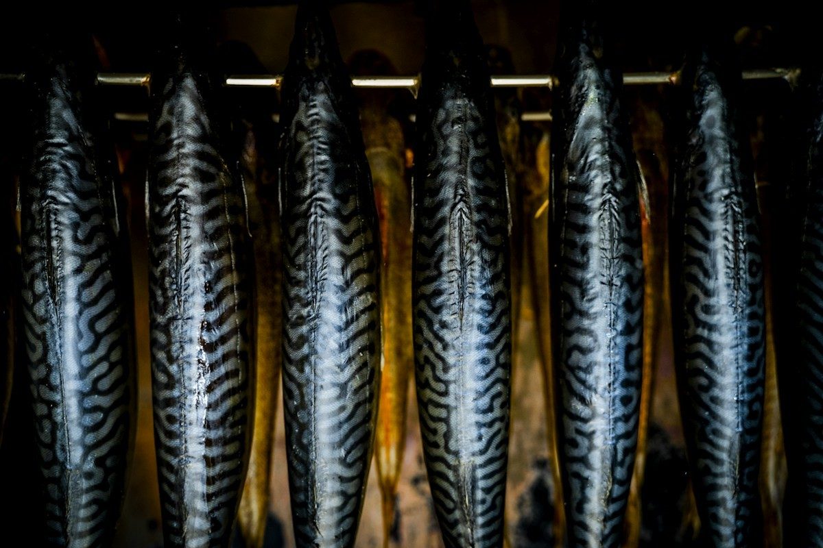 Rangée de poissons fumés suspendus, peau rayée et dorée