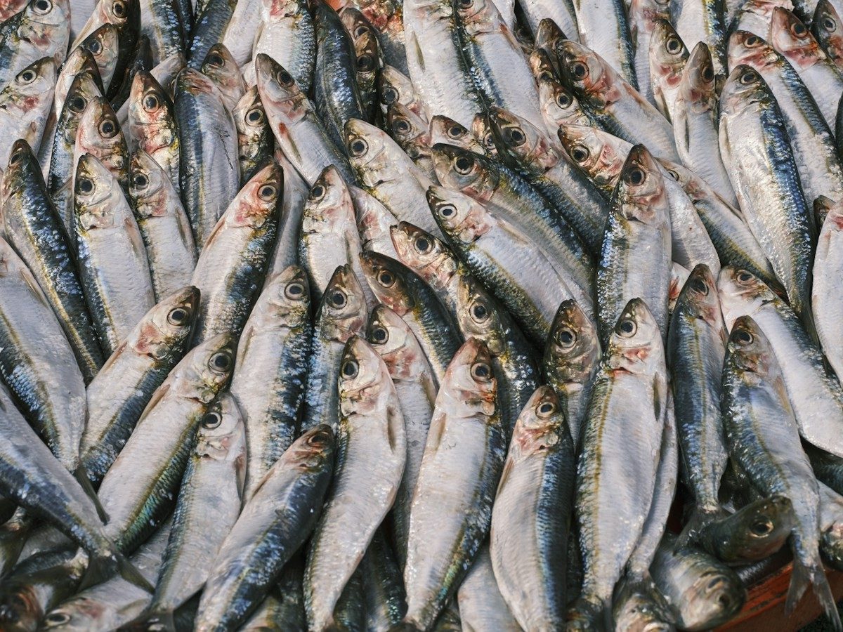 Petits poissons salés et séchés serrés les uns contre les autres