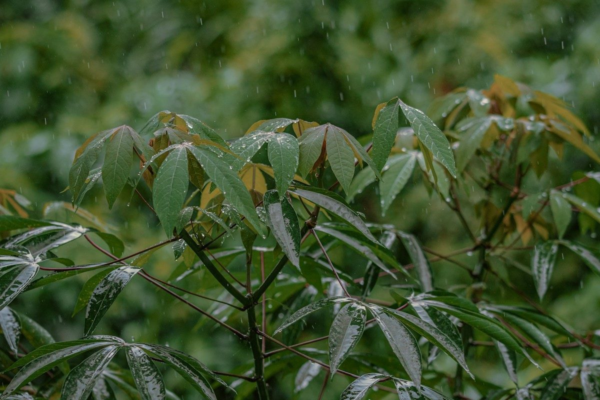 Feuillage serré d'un champ de manioc sous la pluie
