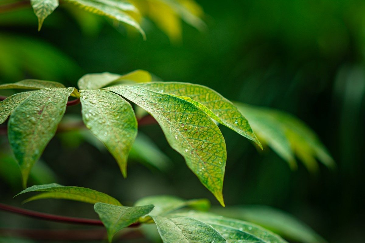 Feuilles vertes d'un plant de manioc, en gros plan