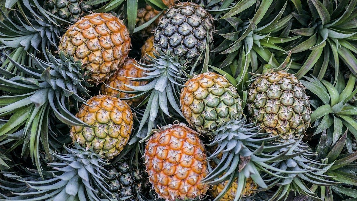 Ananas entiers serrés les uns contre les autres
