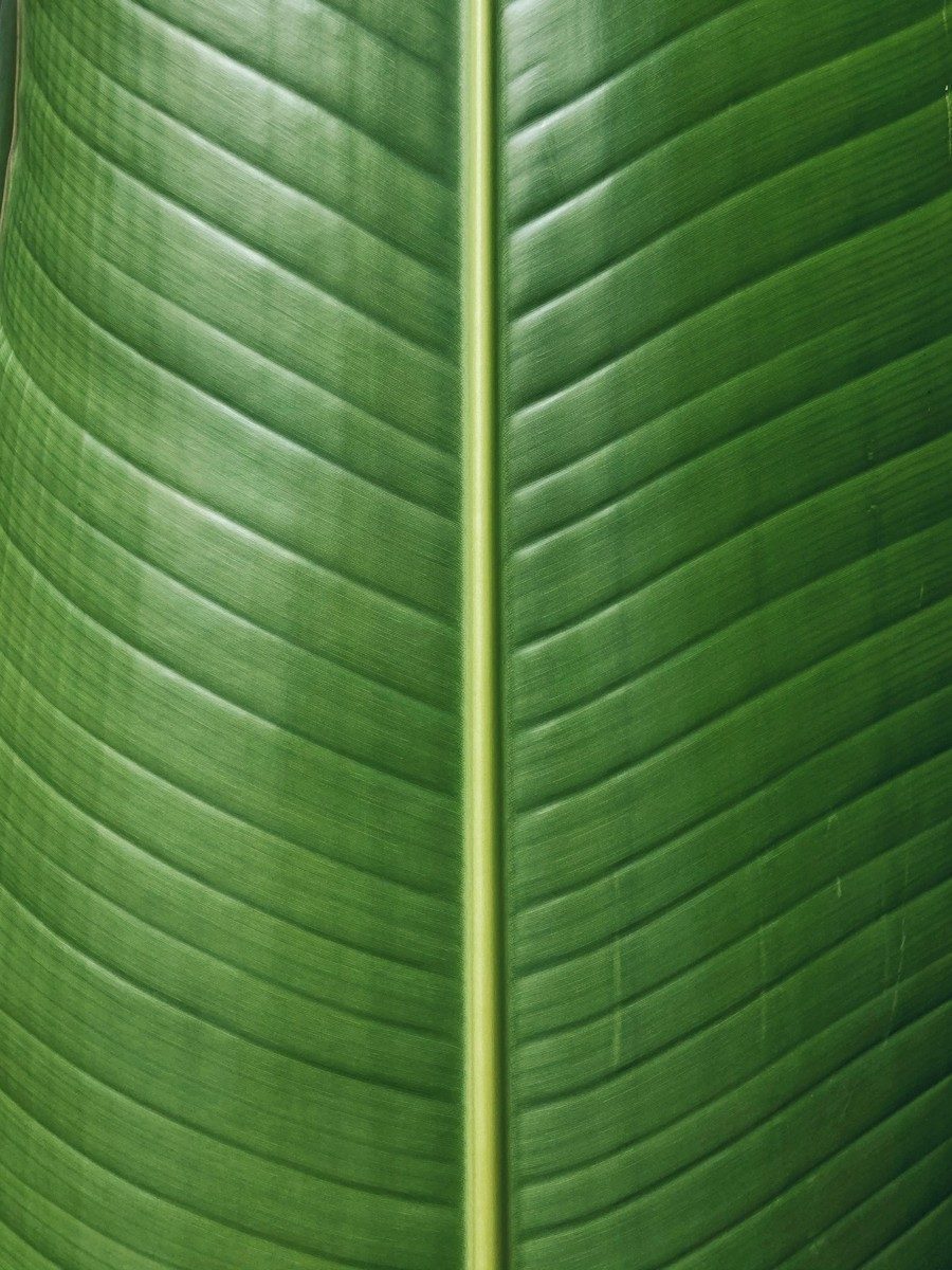 Gros plan sur une feuille de bananier verte et ses nervures