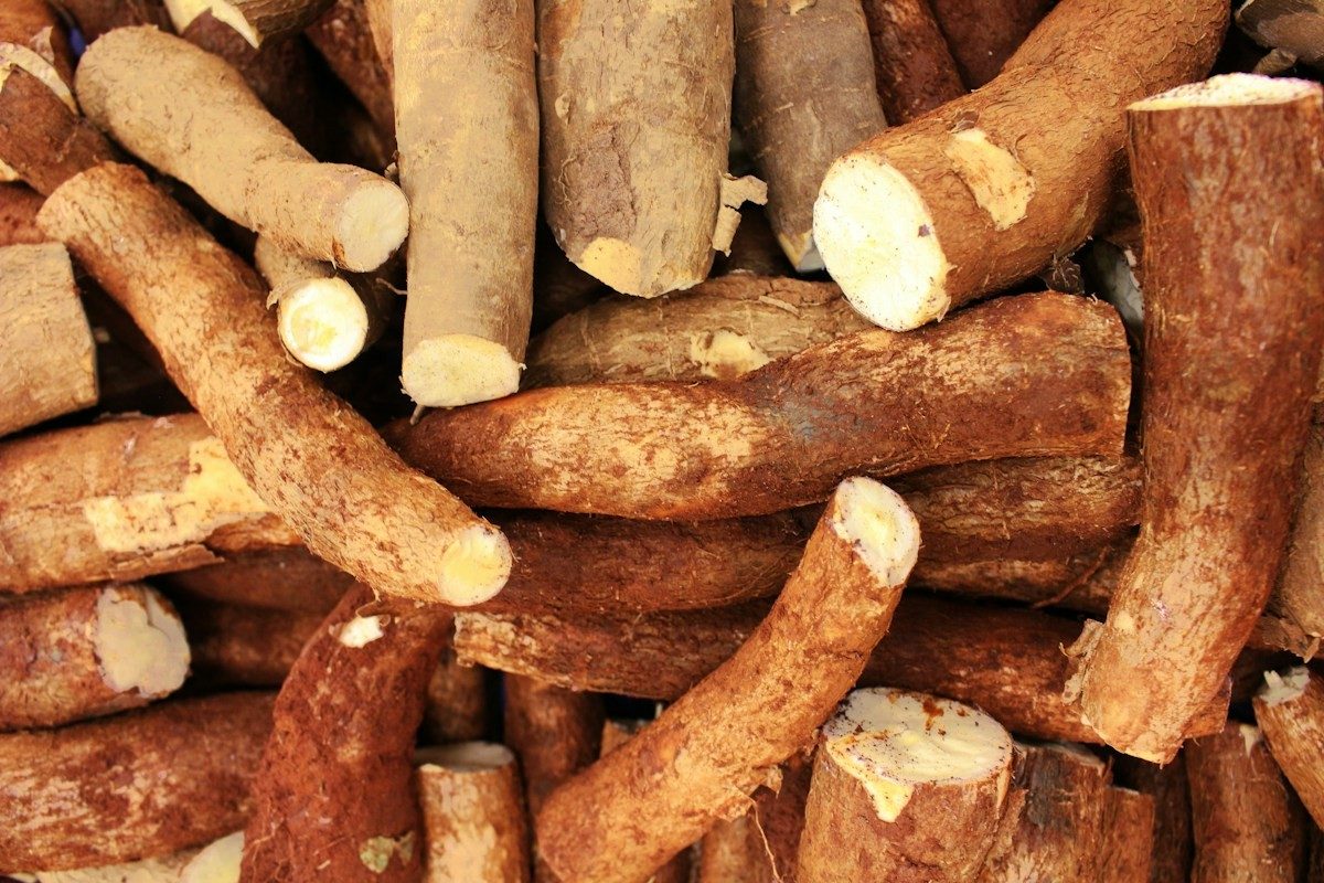 Tas de racines de manioc crues, certaines coupées net