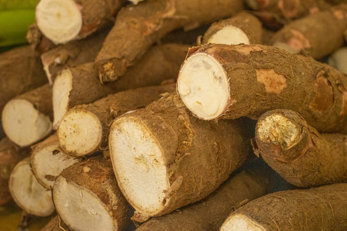 Tubercules de manioc coupés, chair blanche et peau brune
