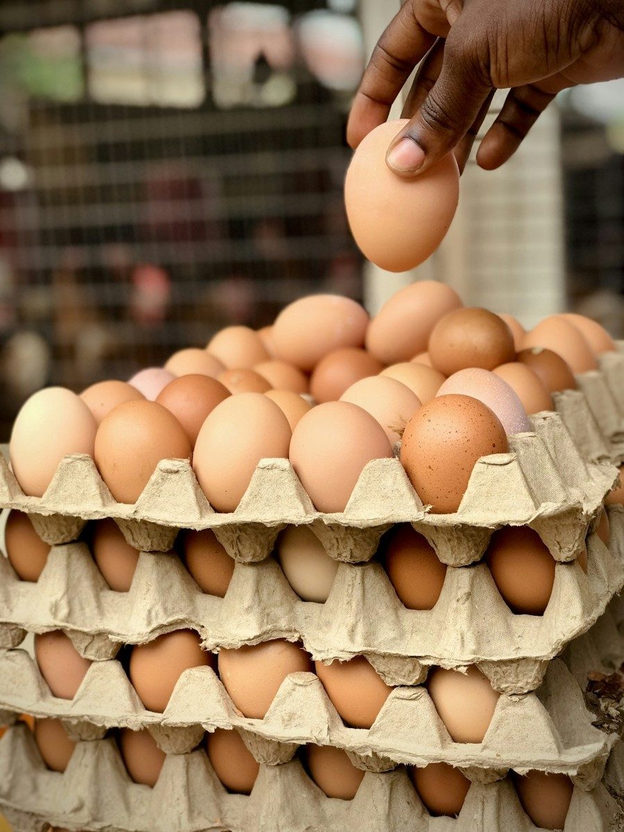 Main qui prend un œuf sur une pile de plateaux d'œufs