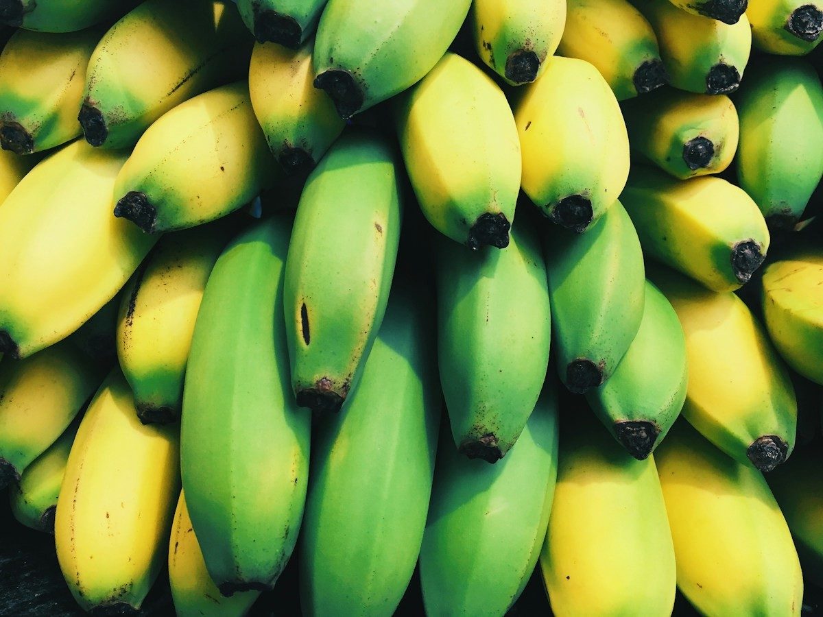 Bananes plantain serrées, entre le vert et le jaune