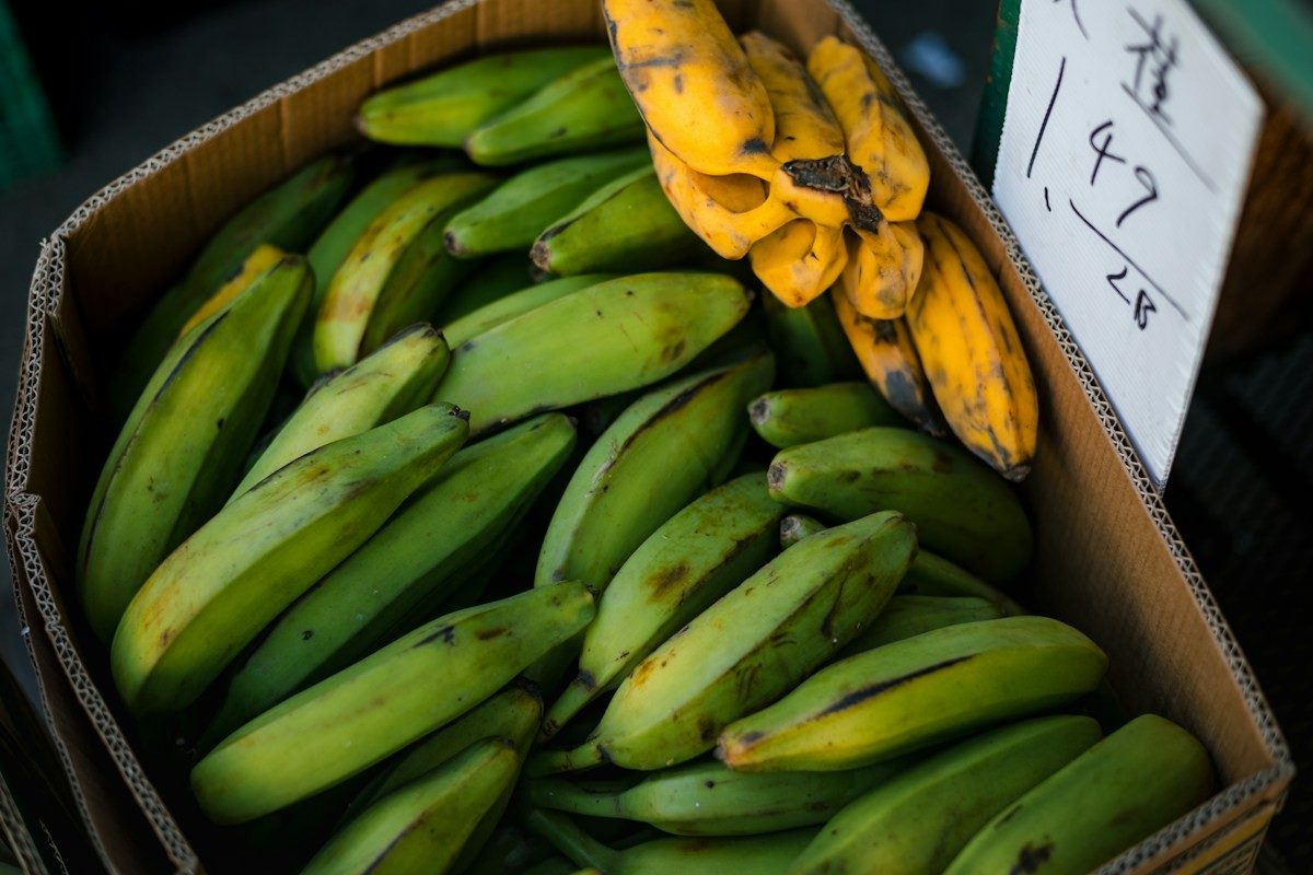 Caisse de bananes plantain vertes, quelques-unes déjà jaunes
