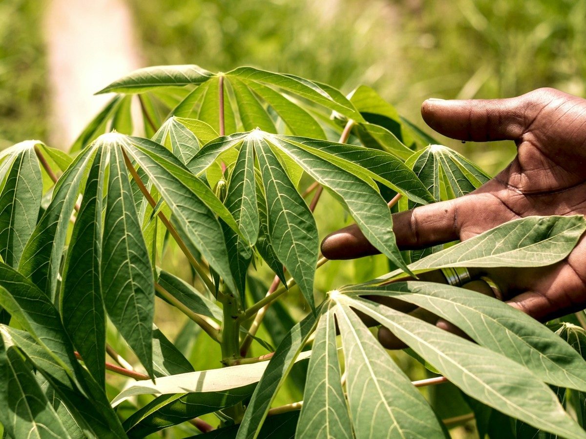 Main posée sur les feuilles vertes en éventail d'un plant de manioc