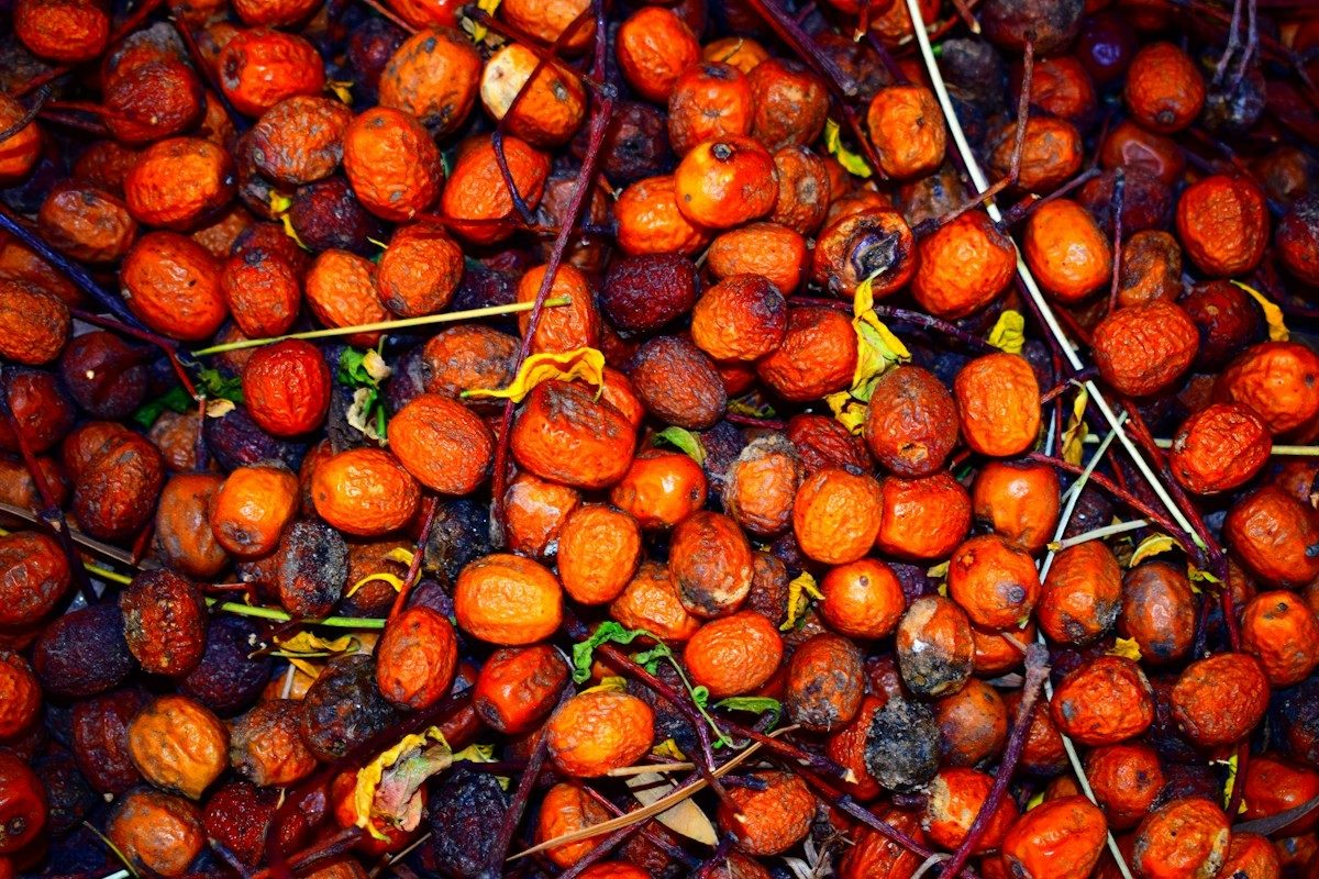 Fruits de palmier à huile rouge orangé, en vrac