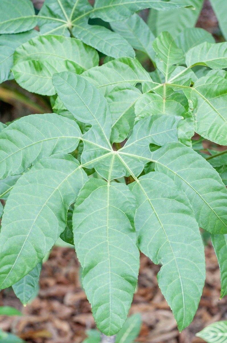 Jeune plant de manioc aux feuilles vert clair découpées en lobes