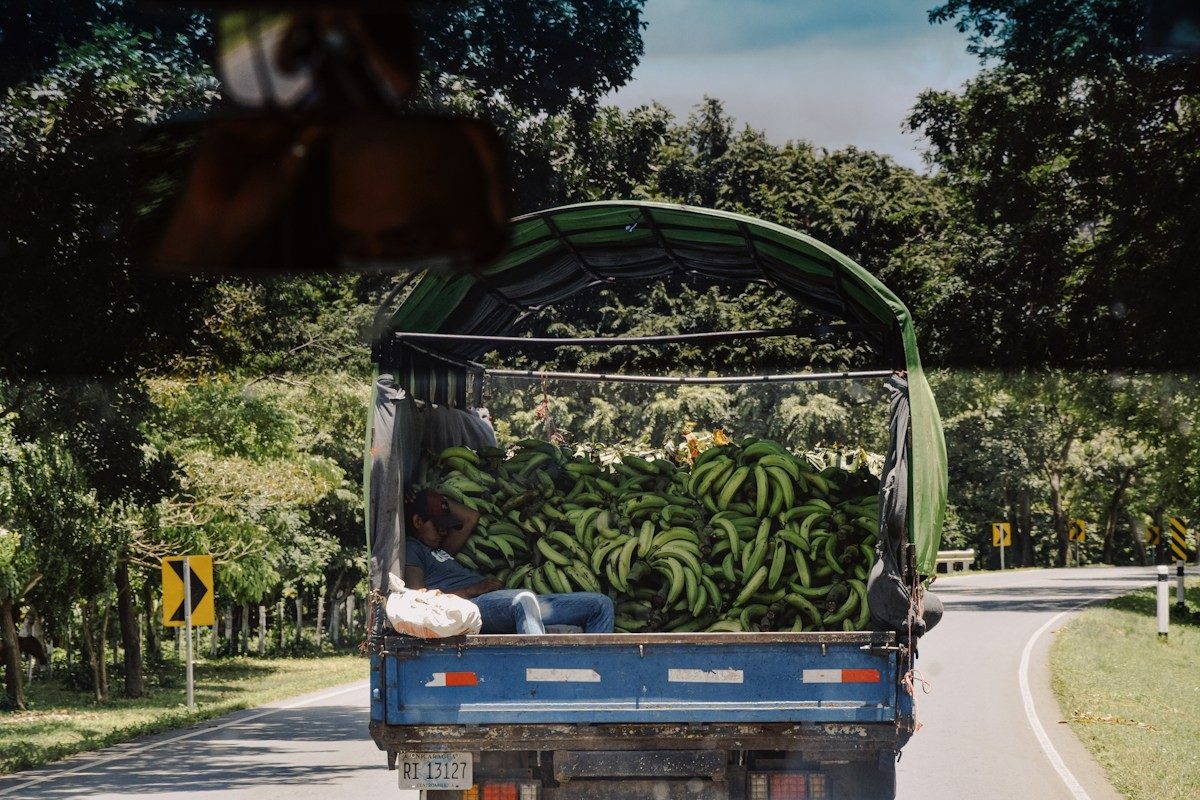 Camion chargé de régimes de bananes roulant sur une route bordée d'arbres