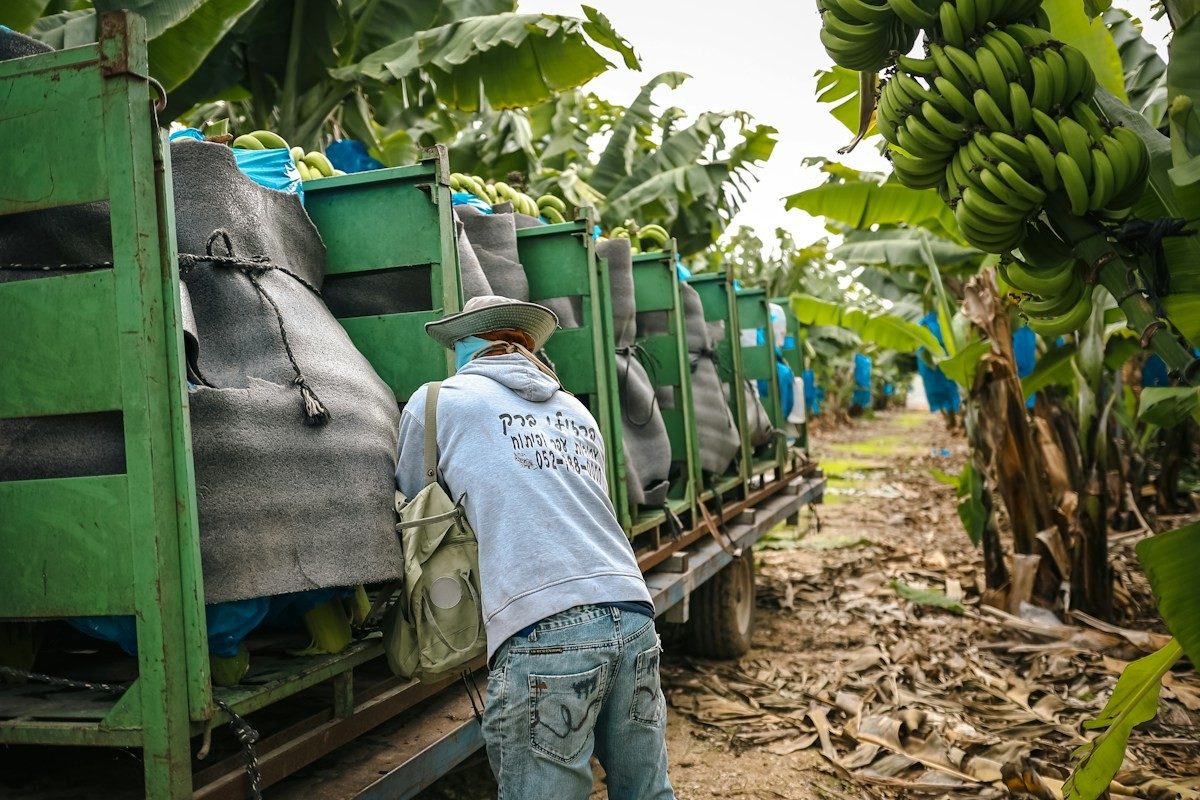 Ouvrier chargeant des régimes de bananes dans un camion, dans une bananeraie