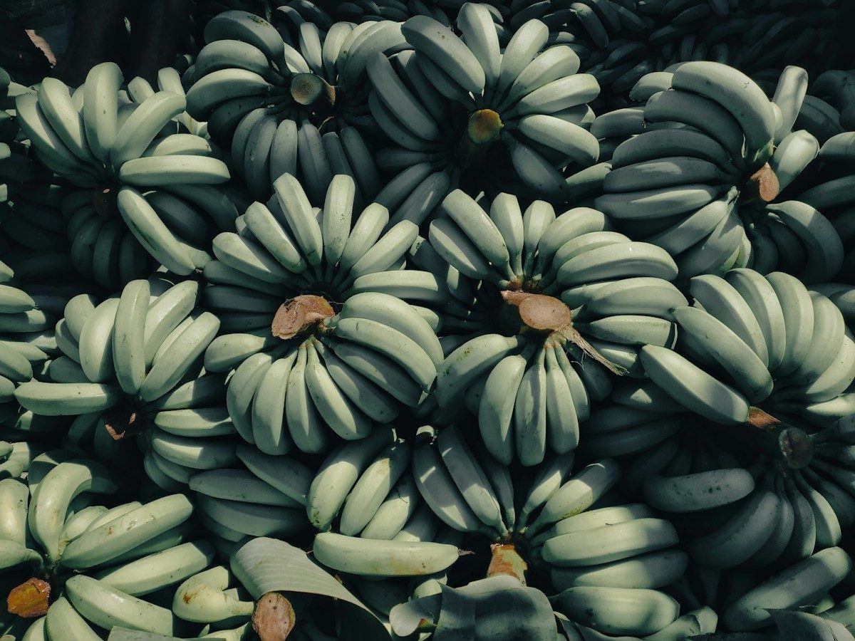 Régimes de bananes plantain vertes serrées les unes contre les autres