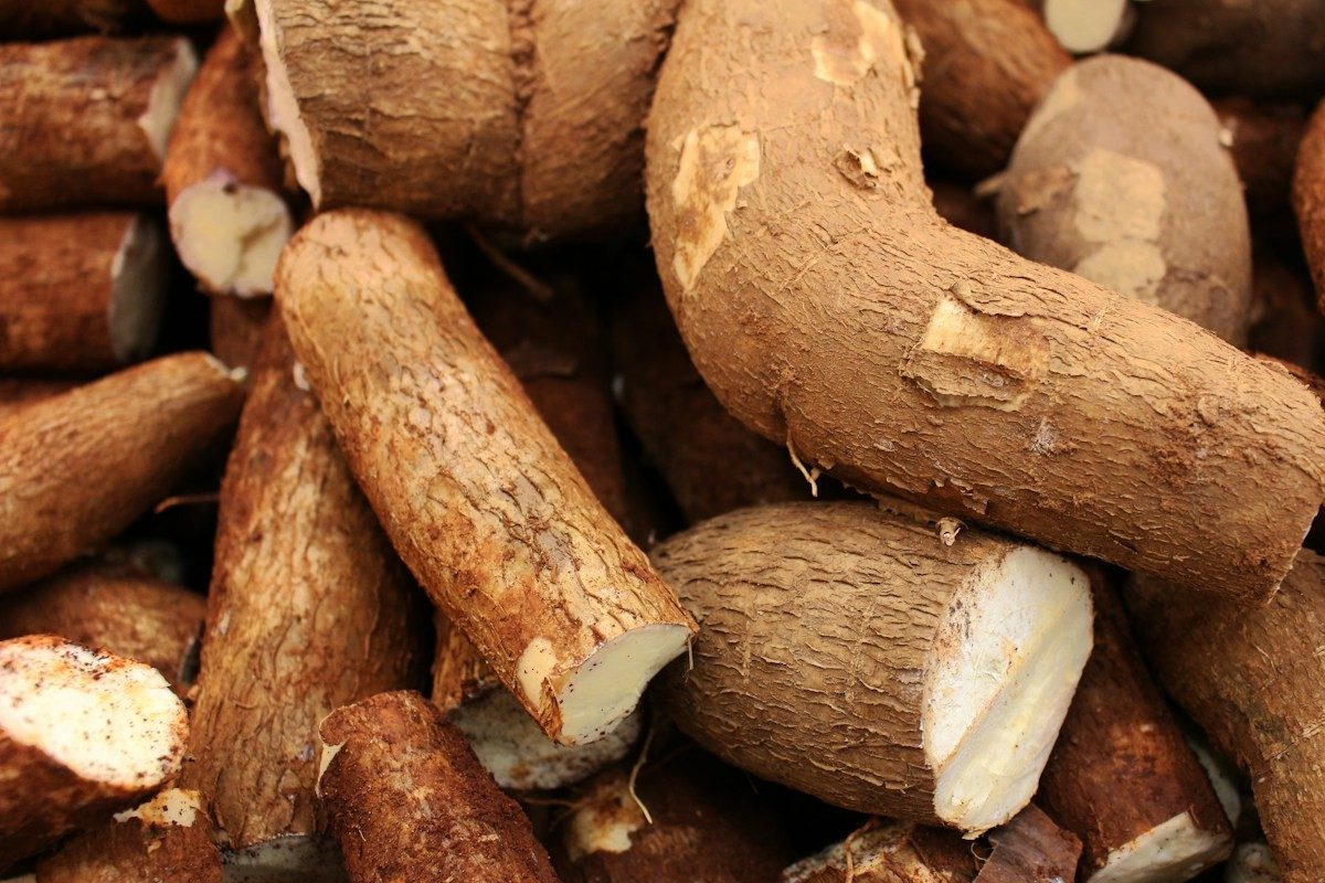 Racines de manioc fraîchement récoltées, coupées, chair blanche