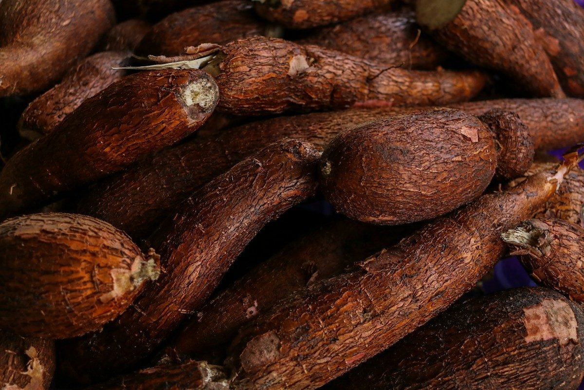 Tas de racines de manioc à la peau brune